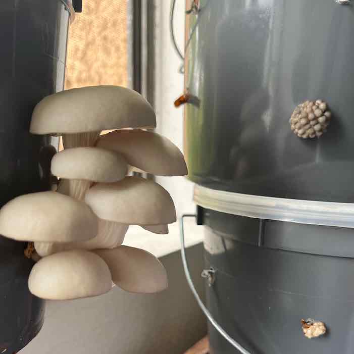 oyster mushrooms growing in a bucket oyster mushrooms growing in a bucket