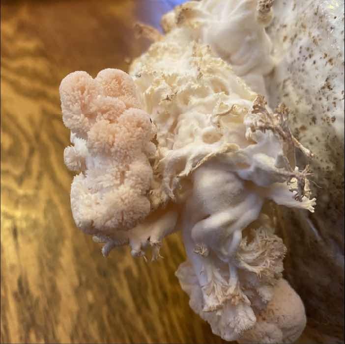 malformed lion's mane mushrooms malformed lion's mane mushrooms