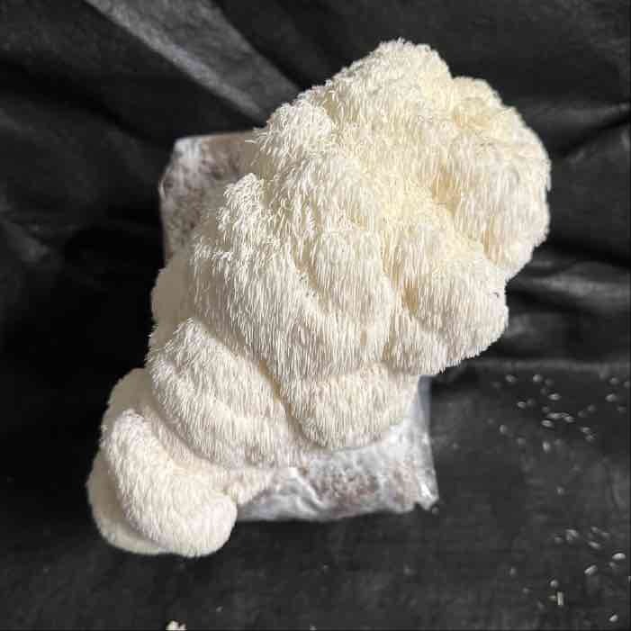 Lion's Mane mushrooms fruiting on a sawdust block