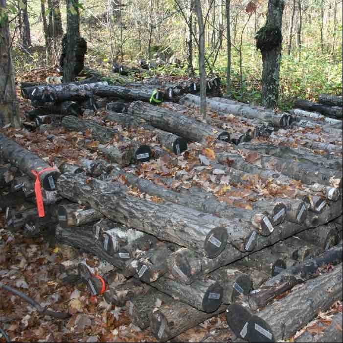 low mushroom log crib stack