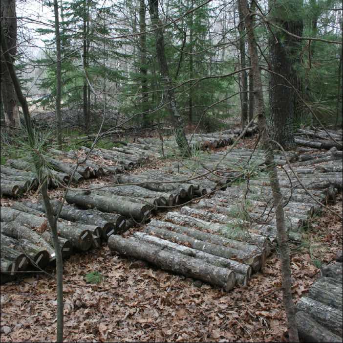 low mushroom log stack