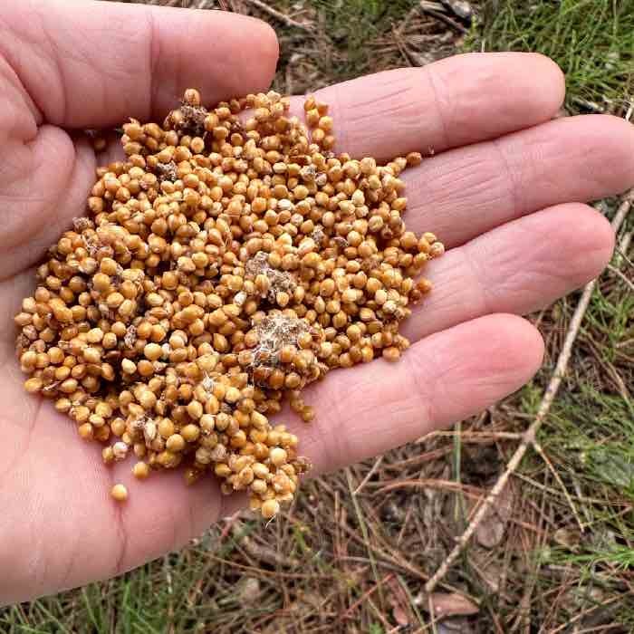 A handful of wine cap grain spawn. 