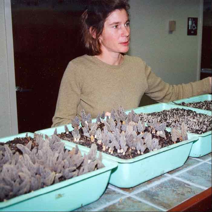 morel mushrooms in trays morel mushrooms in trays