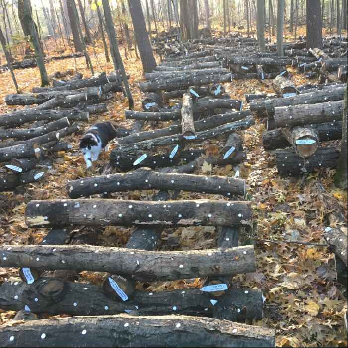 mushrooms logs stacked for winter