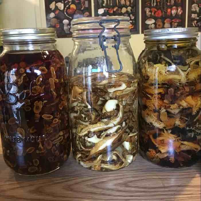 mushrooms in jars tincturing