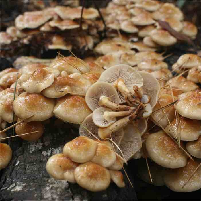 Nameko Mushrooms