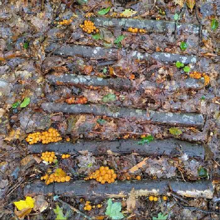 nameko mushroom logs on ground