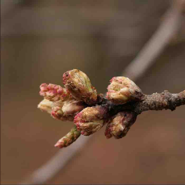 Flowering tree bud in the spring of the year. 