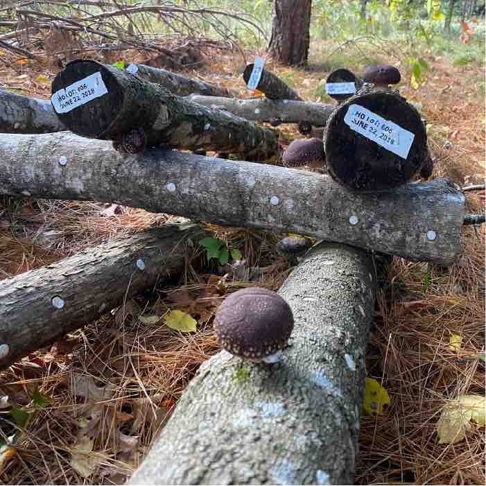 An open lean-to log stack. 