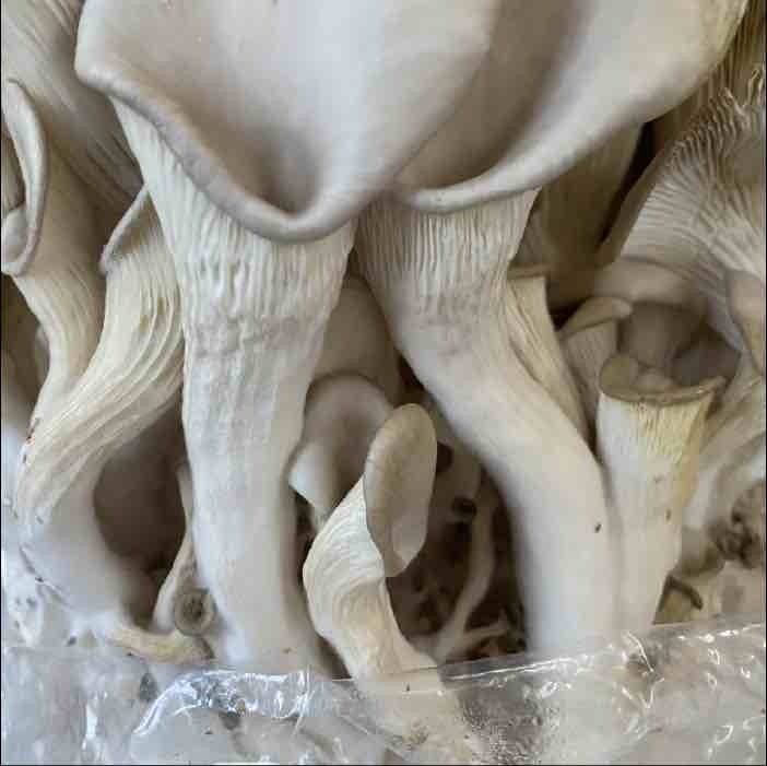 malformed oyster mushrooms