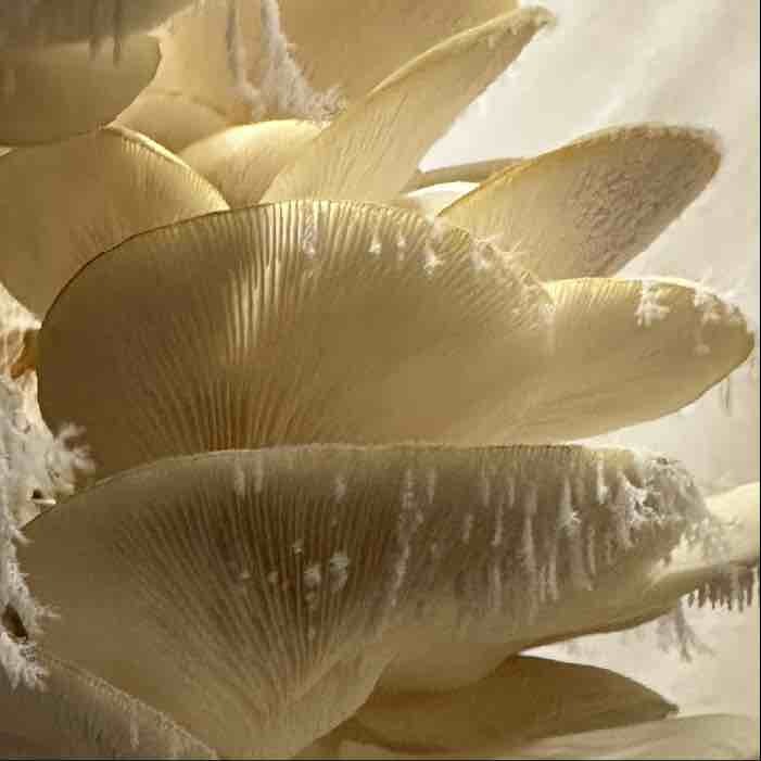 past-prime oyster mushrooms