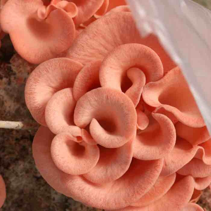 pink oyster mushrooms