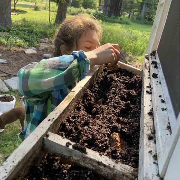 planting almond agaricus in a window box