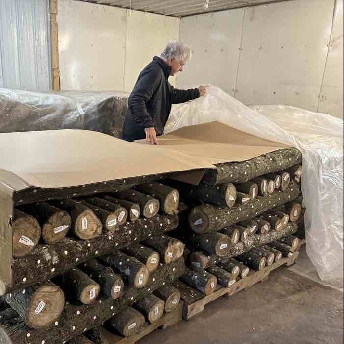 indoor mushroom logs