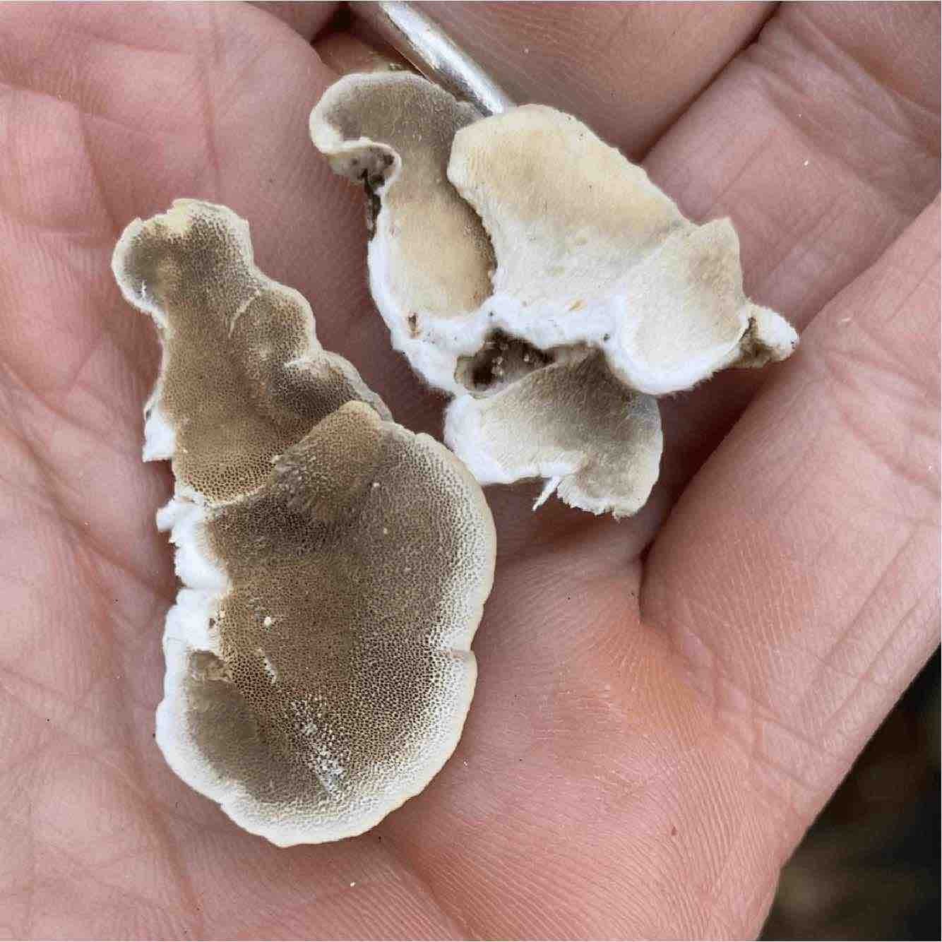 turkey tail pore size