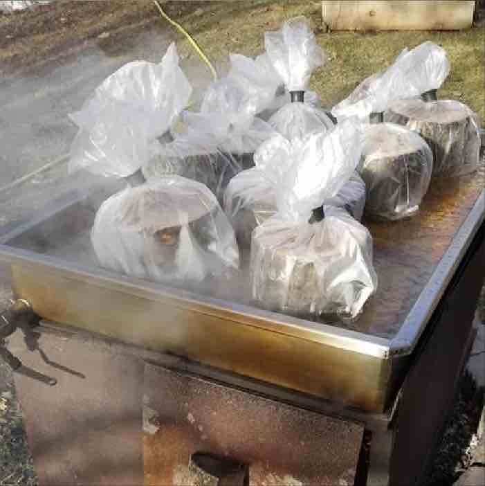 pretreating maitake log rounds