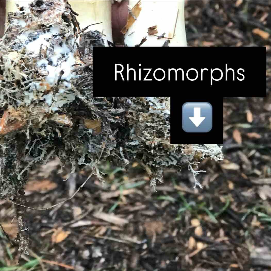 wine cap rhizomorphs wine cap rhizomorphs