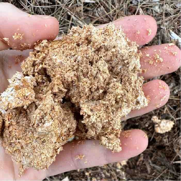 A handful of Wine Cap sawdust spawn.