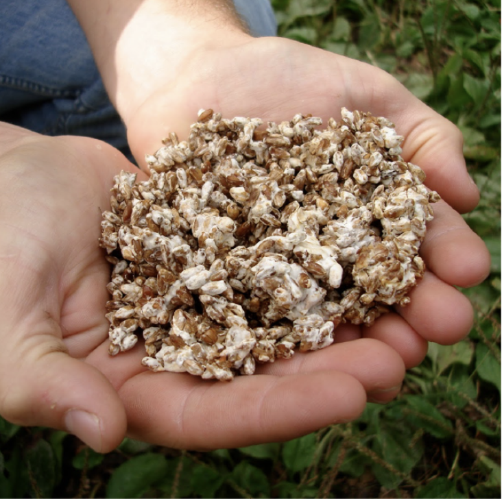 mushroom grain spawn