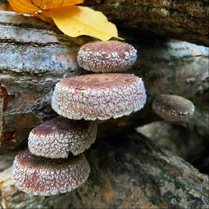 shiitake in autumn