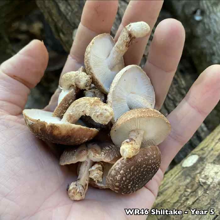 shiitake mushrooms growing on logs shiitake mushrooms growing on logs