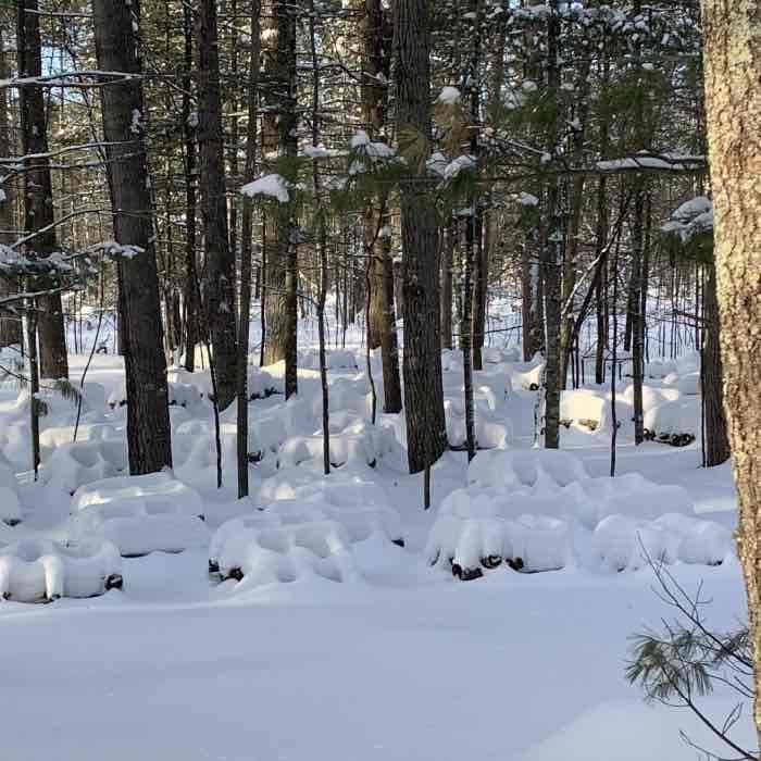 logs covered with snow