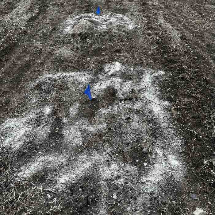 Adjusting soil pH with lime.