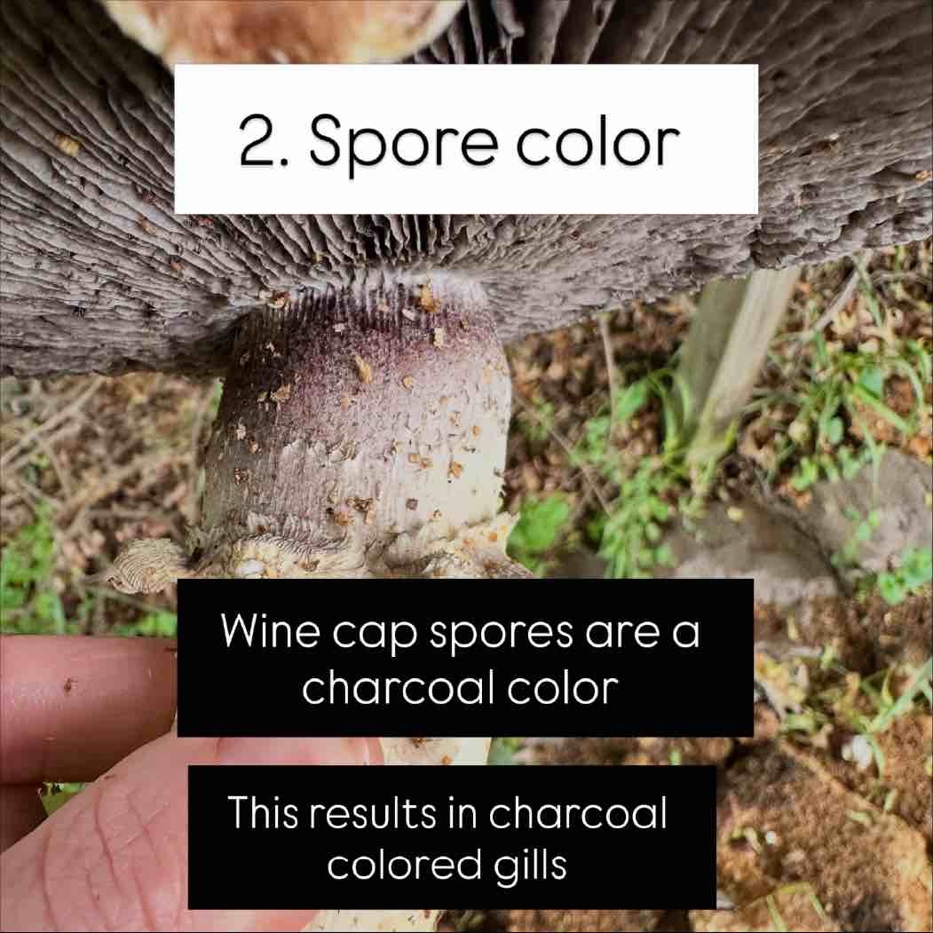 Wine Cap spore color Wine Cap spore color