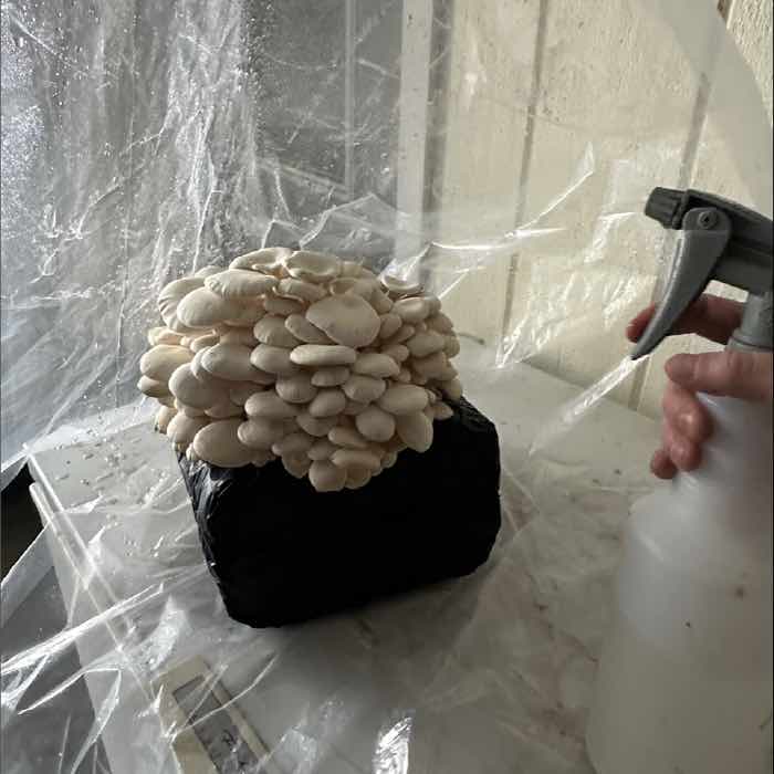 spray bottle with mushroom grow kit