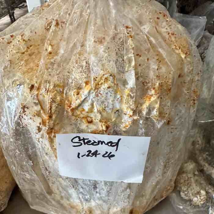 steamed log for maitake cultivation