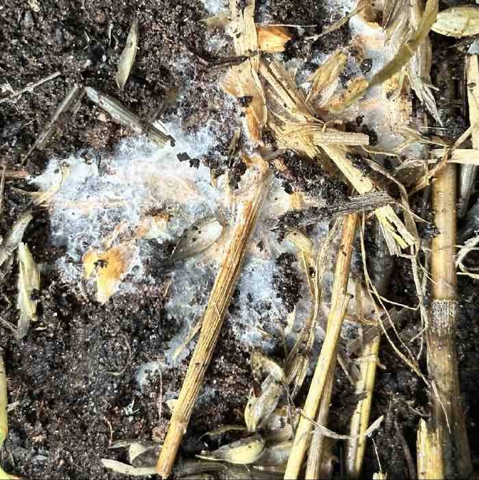 almond agaricus surface mycelium
