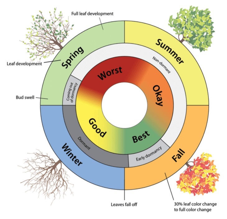 tree dormancy timing chart tree dormancy timing chart