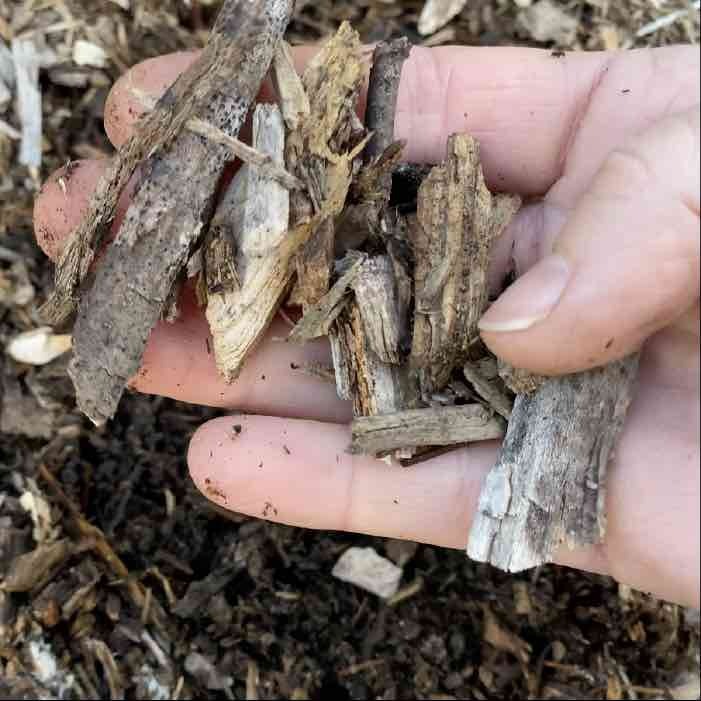 top layer of wood chips in a wine cap bed