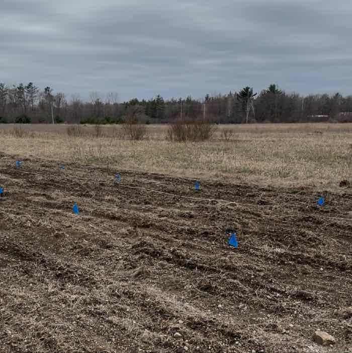 Truffle tree spacing.