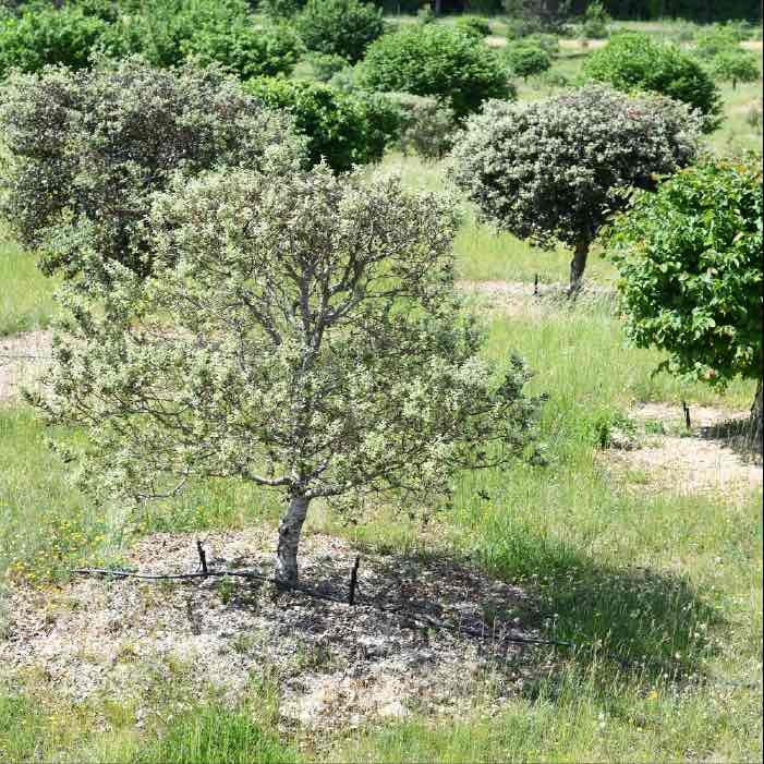 an established truffle orchard