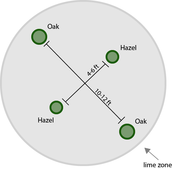 Truffle Tree Cluster