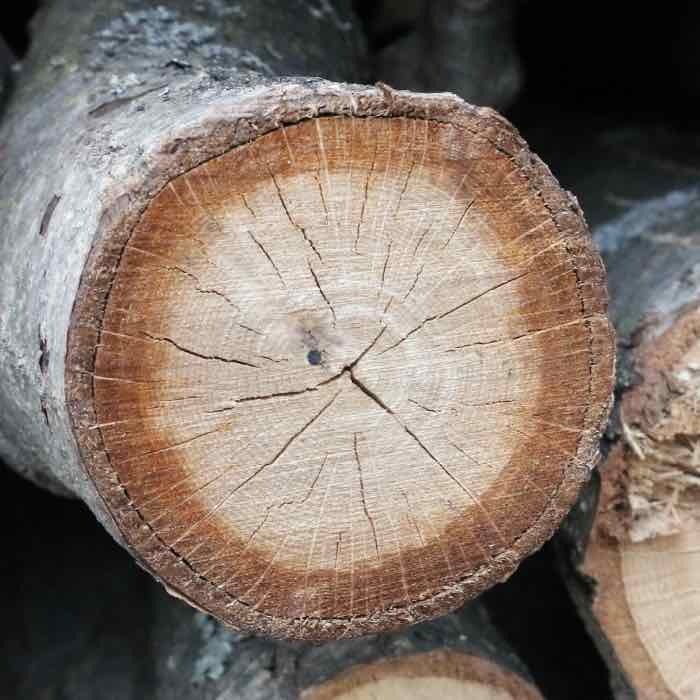 Unhealthy log not suitable for mushroom cultivation. Unhealthy log not suitable for mushroom cultivation.