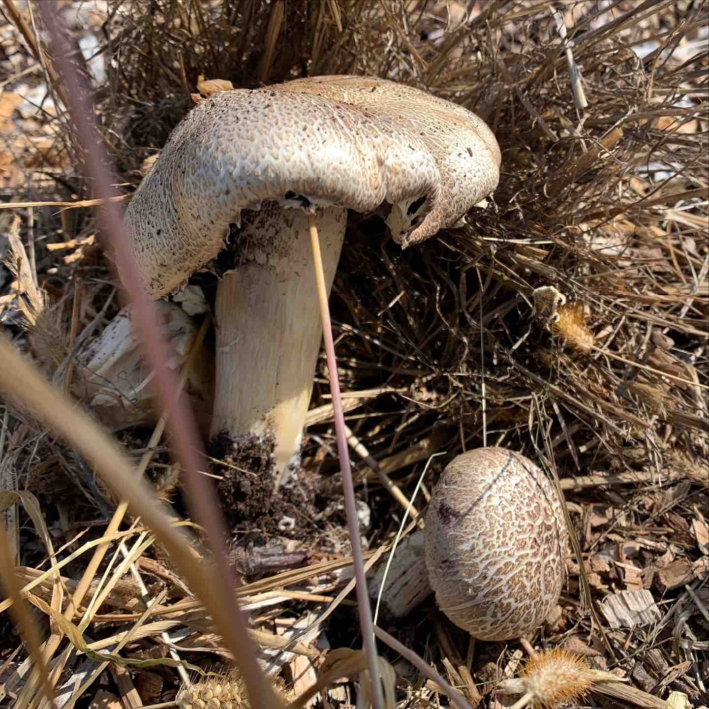 wine cap with light caps wine cap with light caps