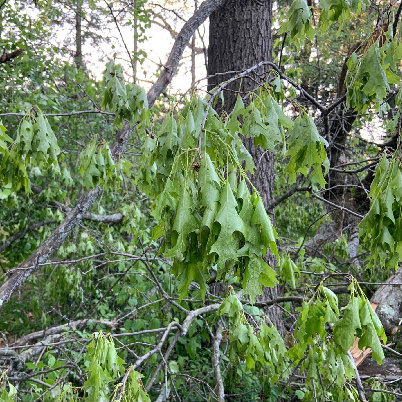green leaves wilting green leaves wilting
