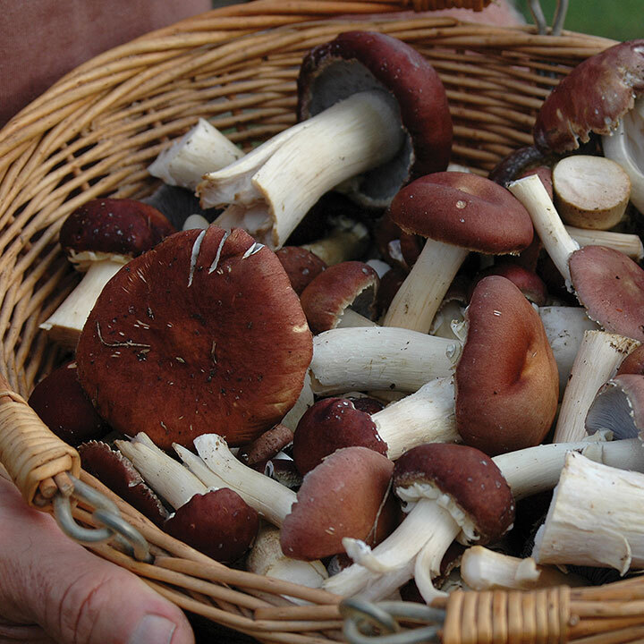 Wine Cap mushrooms in a basket. 