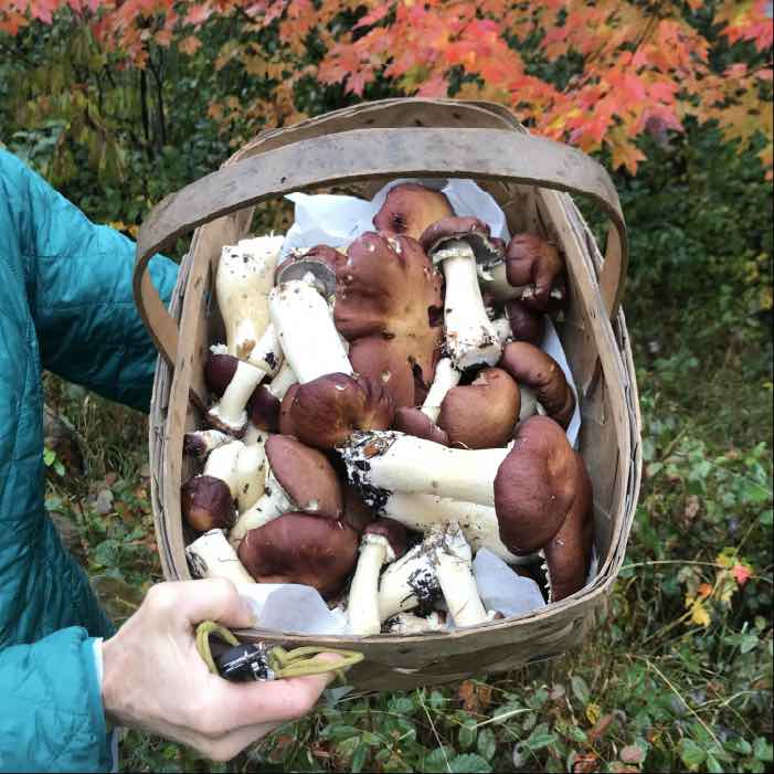 Wine cap basket