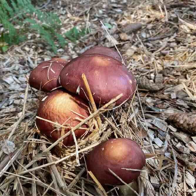normal looking wine cap mushrooms normal looking wine cap mushrooms