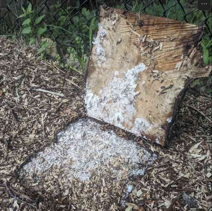 Wine Cap mycelium on bradford pear chips