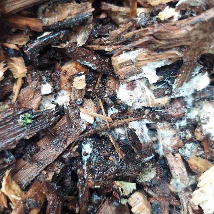 wine cap mycelium in march