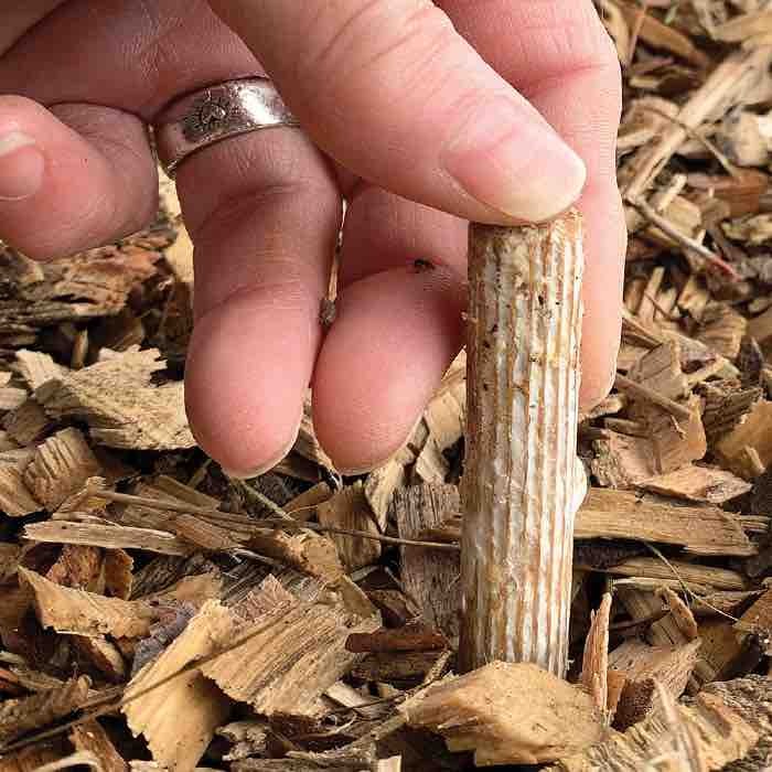 A hand planting Wine cap peg spawn.