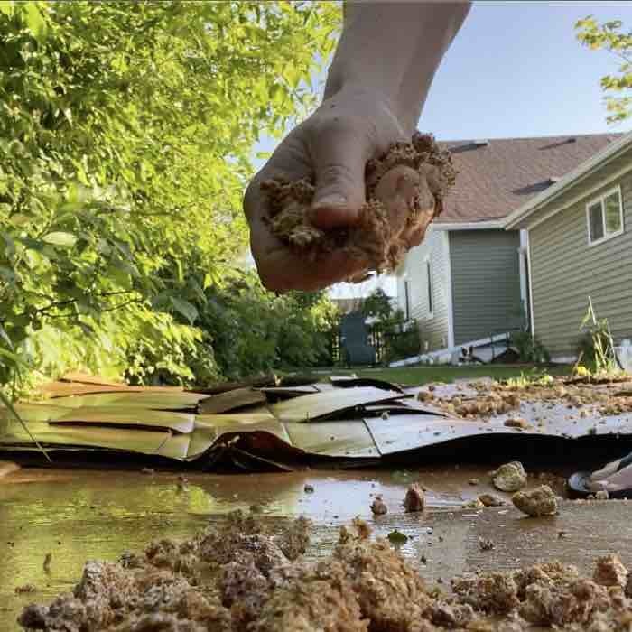 spreading wine cap spawn over cardboard