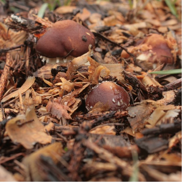 Soil created from Wine Cap