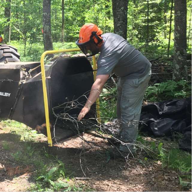 chipping branches chipping branches